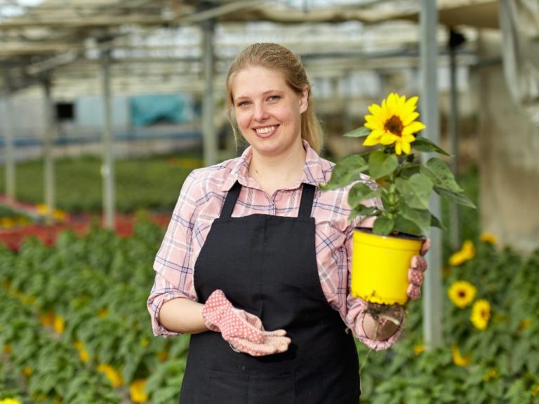 Can Sunflowers Grow Inside: List of Indoor Sunflowers and Tips to Grow It Inside