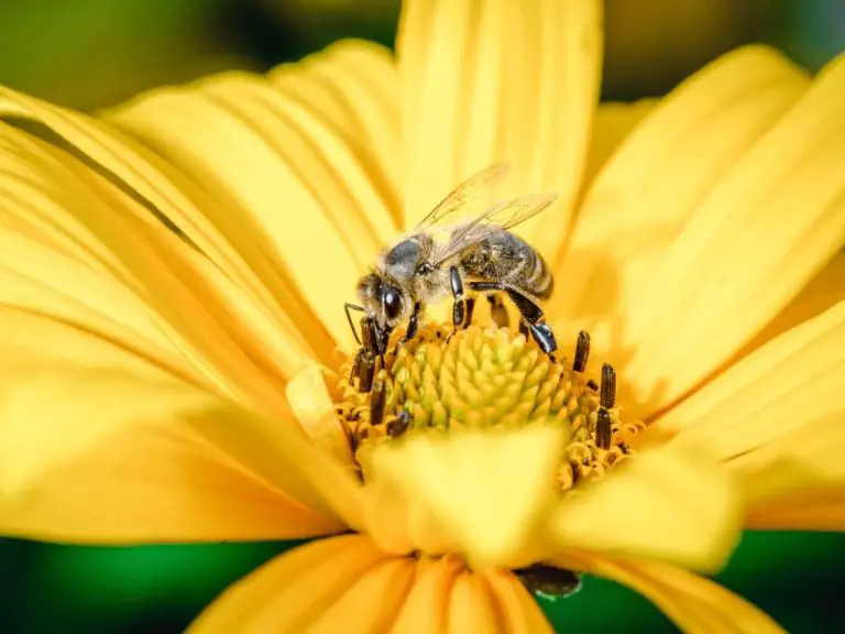 Do Bees Like Sunflowers: Reasons Why Bees Like Sunflowers