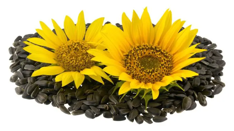 Are All Sunflower Seeds Edible: The Risks and Benefits of Eating Sunflower Seeds