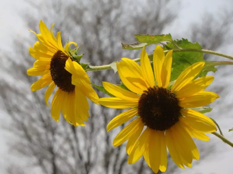 Sunflower: History, Types, Uses of Sunflower and Its Pests and Diseases