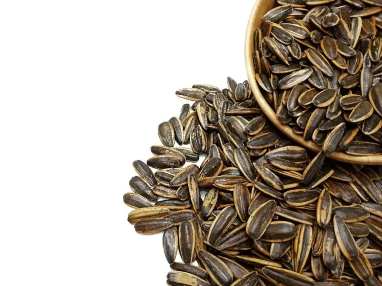 Will Roasted Sunflower Seeds Grow: Here’s What You Need to Know
