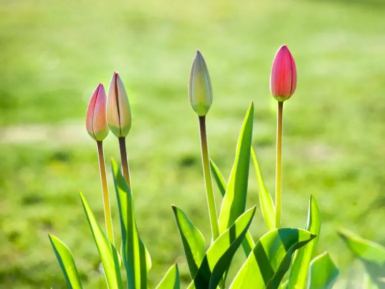 Do Tulips Have Sepals: A Botanical Explanation