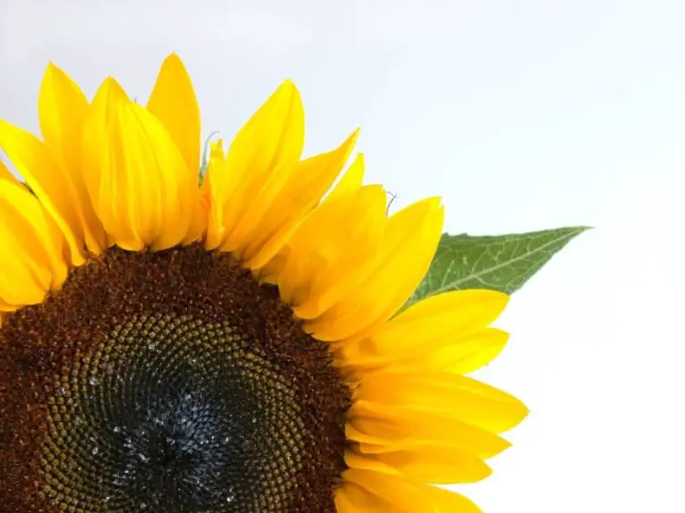 Do Sunflowers Absorb Radiation: The Benefits and Risks of Using Sunflower for Environmental Remediation