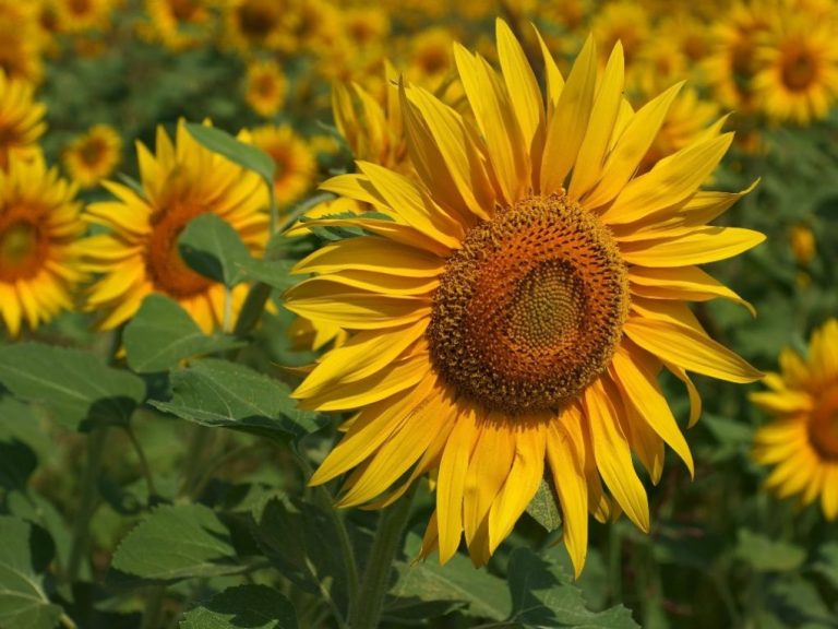 How Does a Sunflower Reproduce: The Life Cycle of Sunflowers