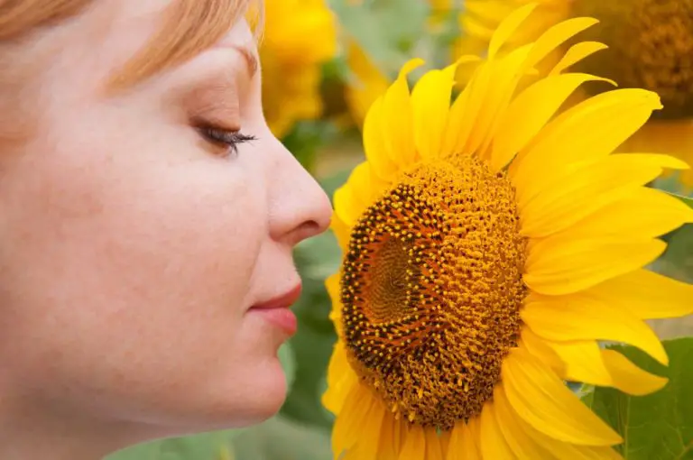 Do Sunflowers Have a Scent: Factors That Affect How a Sunflower Smells