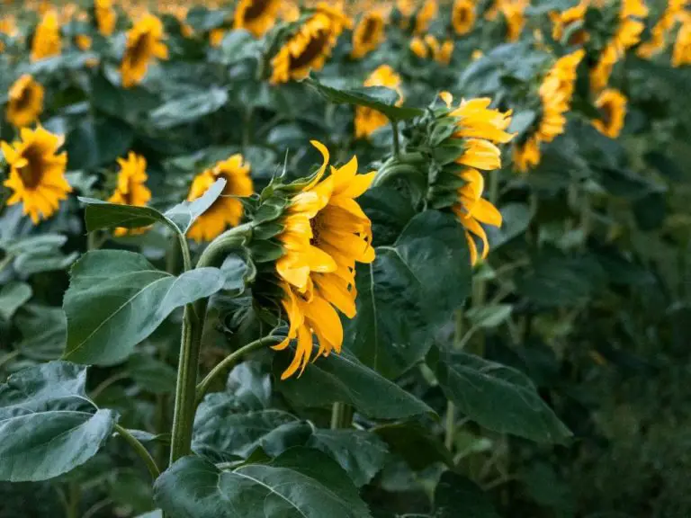 Do Sunflowers Face East: The Science Behind Sunflower Orientation