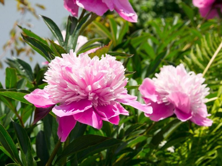 Carnation vs. Rose: A Comparison of Characteristics and Symbolic Meanings