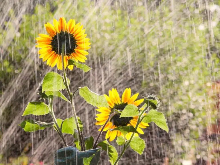 How Often Should You Water Sunflower Seeds: A Gardener’s Guide to Growing Sunflowers