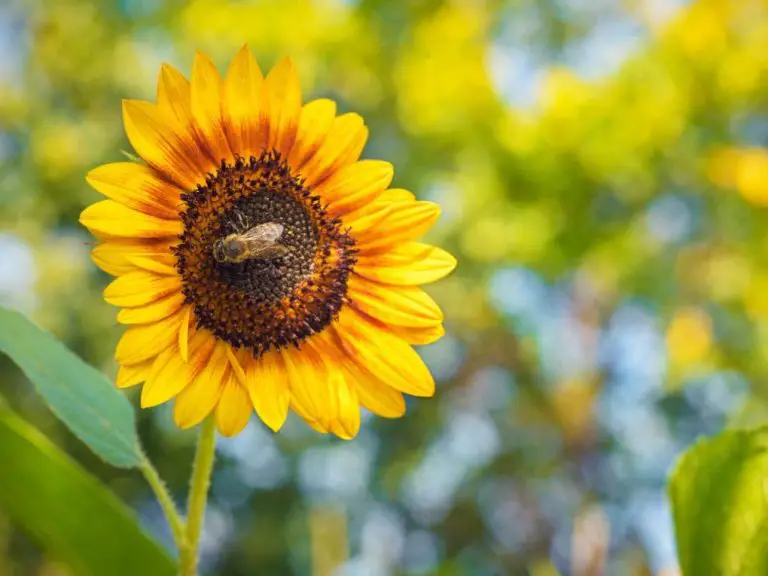 Do Sunflowers Attract Bees: How to Attract More Bees to Your Sunflower