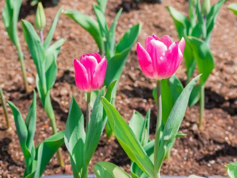 Do Tulips Spread: Factors Affecting the Spread of Tulips and How to Deal With It