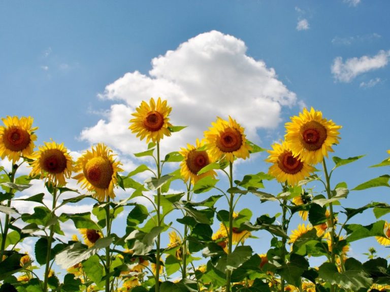 Are Sunflowers Annual or Perennial: Understanding the Lifespan of Your Favorite Flowers