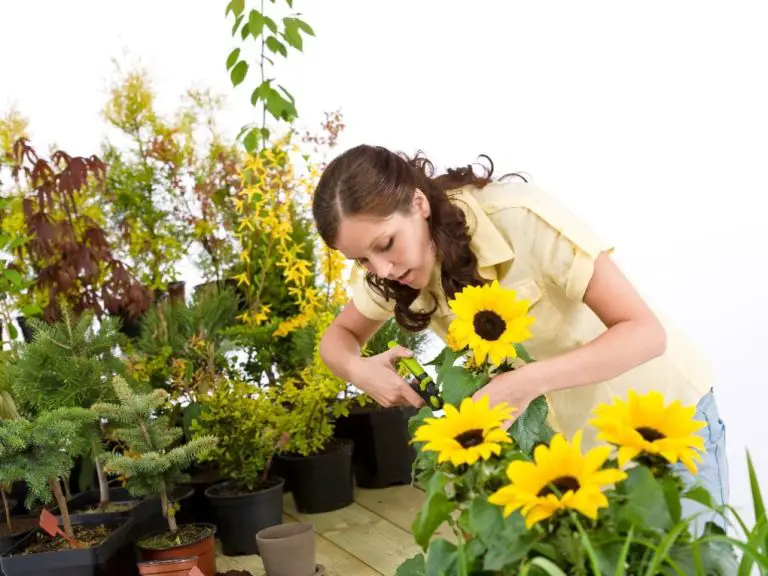 Do Sunflower Regrow: What You Need to Know About Regrowing Sunflowers