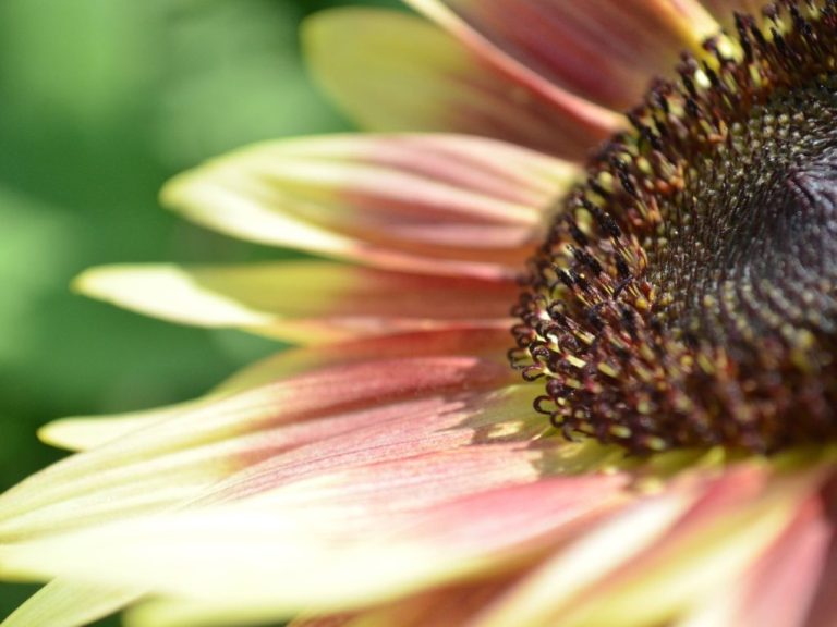 Are Pink Sunflowers Real: Characteristic of Strawberry Blonde Sunflowers