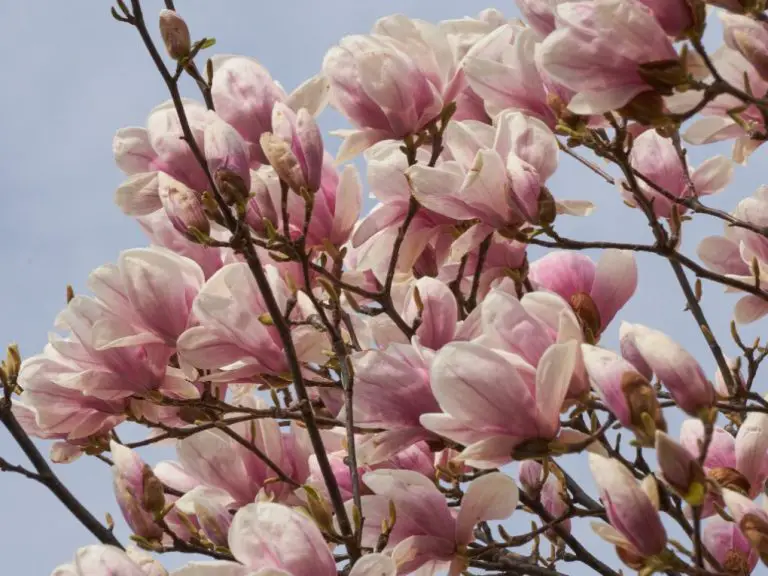 Magnolia vs. Dogwood: Choosing the Right Tree for Your Landscape