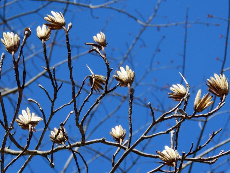 How Tall Can a Tulip Tree Grow: Understanding the Growth Potential of Liriodendron Tulipifera