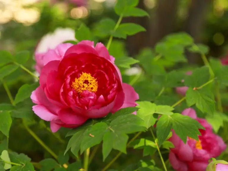 Is Peony a Bush: Understanding the Nature of Peony Plants