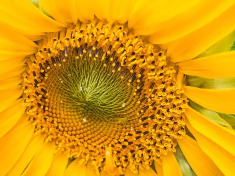 Do Sunflowers Have Pollen: What You Need to Know About Sunflower’s Pollination