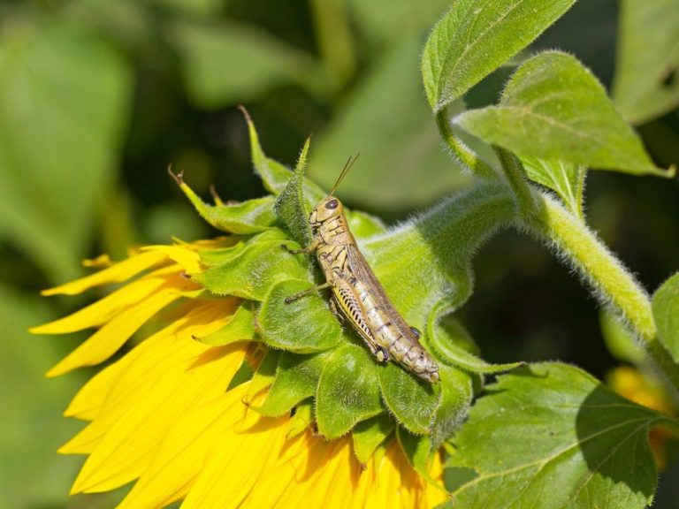 What Eats Sunflower Leaves: Pests That Eat Sunflower Leaves and How to Manage Them