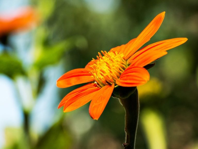 Mexican Sunflower Perennial: What You Need to Know About Mexican Sunflower Perennial