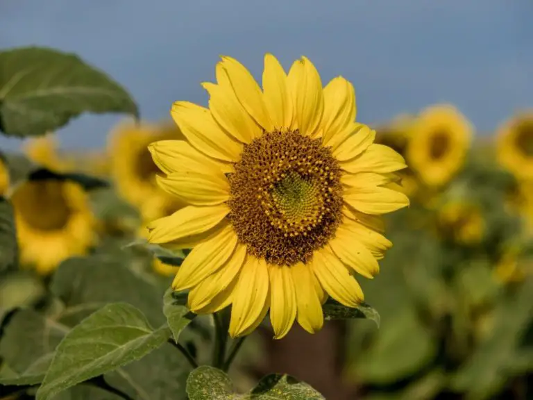 Do Sunflowers Come Back Every Year: A Guide to Their Life Cycle