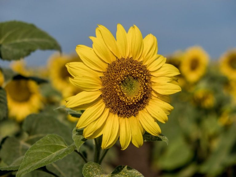 How to Plant Sunflowers: A Step-by-Step Guide