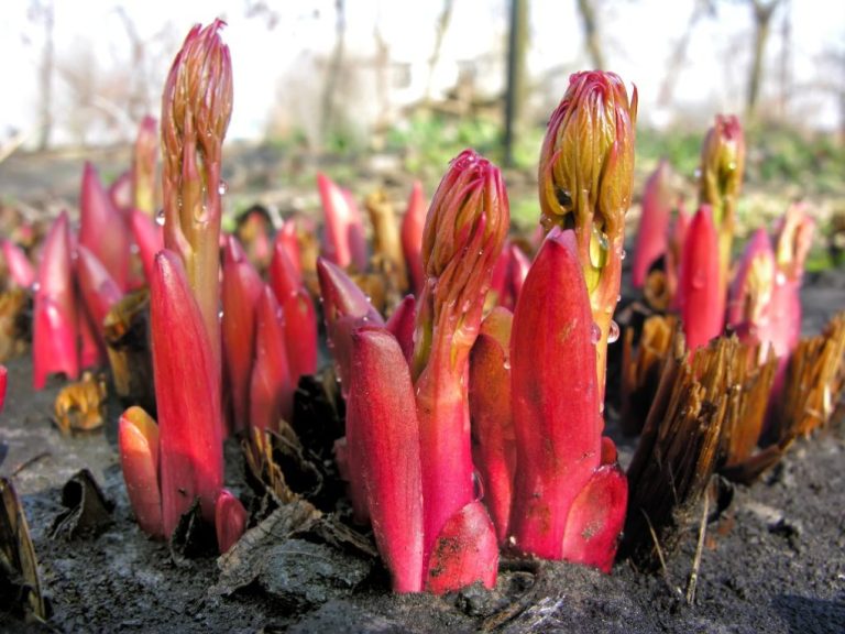 How Deep Are Peony Roots? Planting Peonies