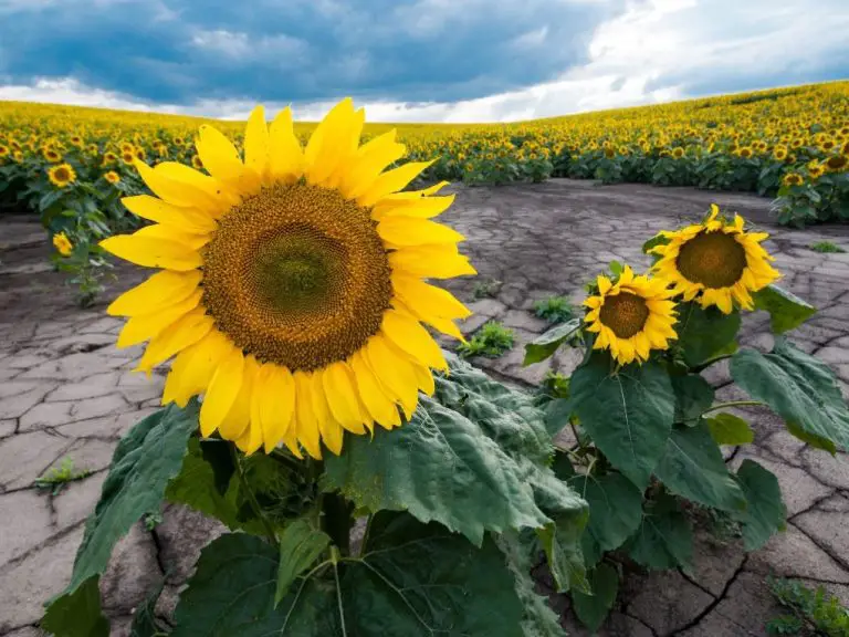 Can Sunflowers Grow in Clay Soil: Tips for Growing Sunflowers in Clay Soil