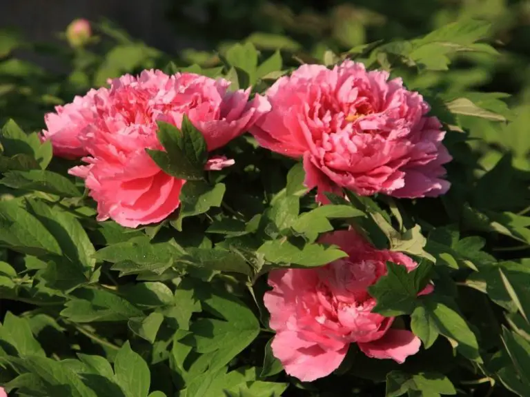 Peonies that Last a Year | How Long Do Peonies Last?