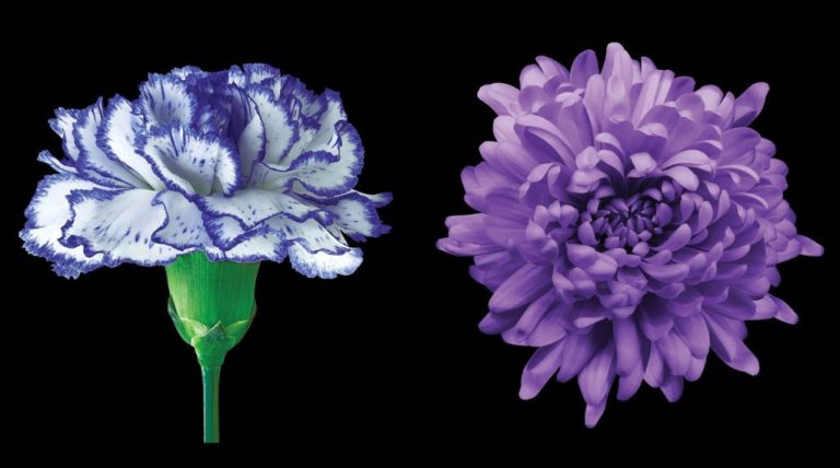 Carnation vs. Chrysanthemum: A Comparison of Two Popular Flowers