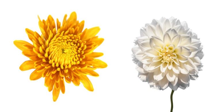 Chrysanthemum vs. Dahlia: A Comparison of Two Popular Garden Flowers