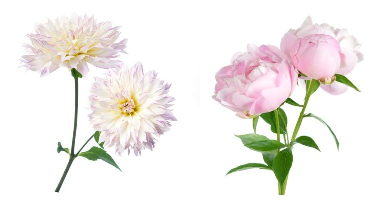 Dahlia vs. Peony: Which Flower is Right for Your Garden?