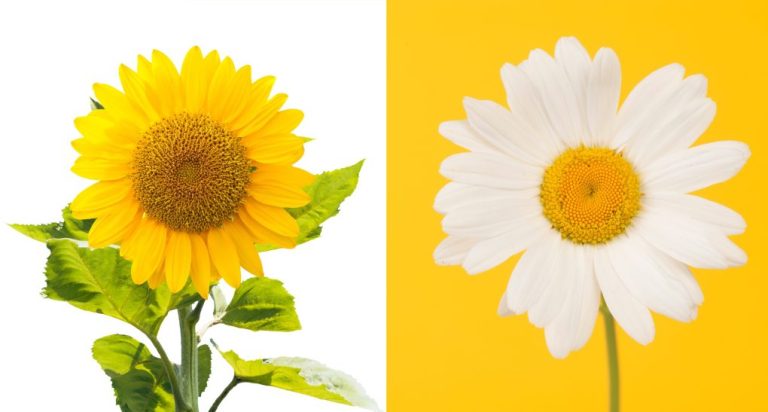 Sunflower vs. Daisy: Differences between Sunflowers and Daisy