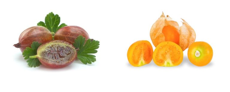 Gooseberry vs. Ground Cherry: Understanding the Differences