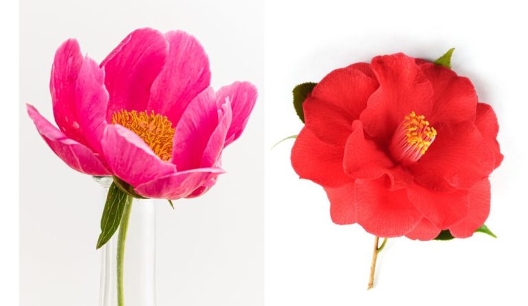 Peony vs. Camellia: A Comparison of Two Popular Flowering Plants
