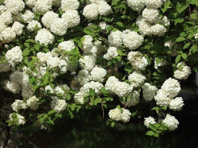 What to Plant Under Hydrangea Tree: Tips and Ideas