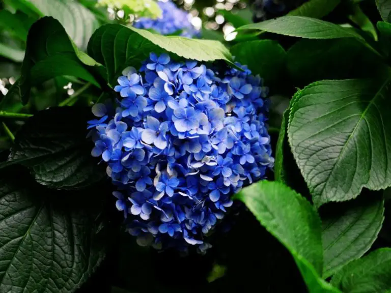 Do Hydrangeas Grow Under Walnut Trees? Exploring The Compatibility Of These Two Plants