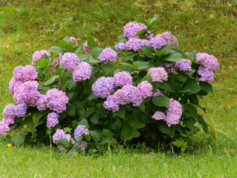 Is A Hydrangea A Shrub Or Perennial?