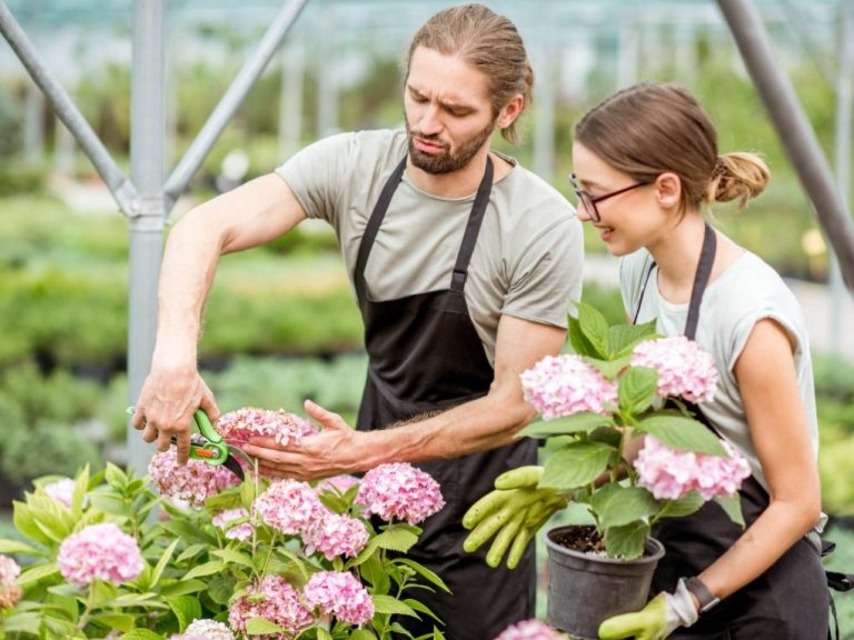 How to Regrow Hydrangeas: Tips and Tricks from Plant Addicts