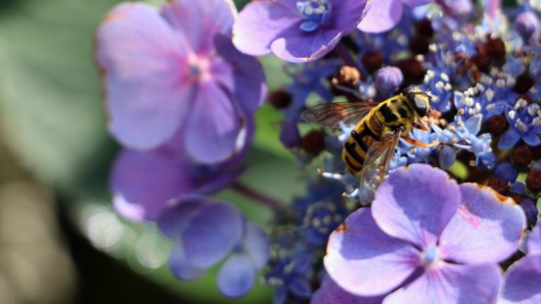Do Hydrangeas Attract Bees? The Truth About This Popular Garden Flower