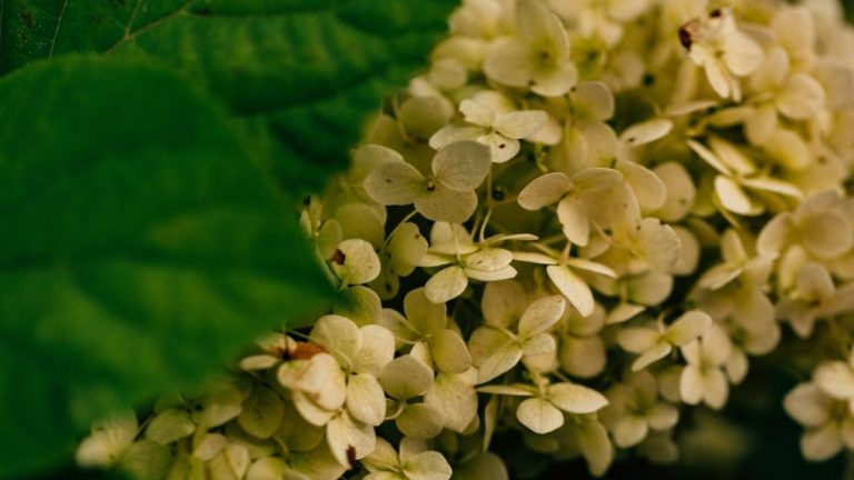Why Your Hydrangea Has Small Flowers: Understanding the Causes