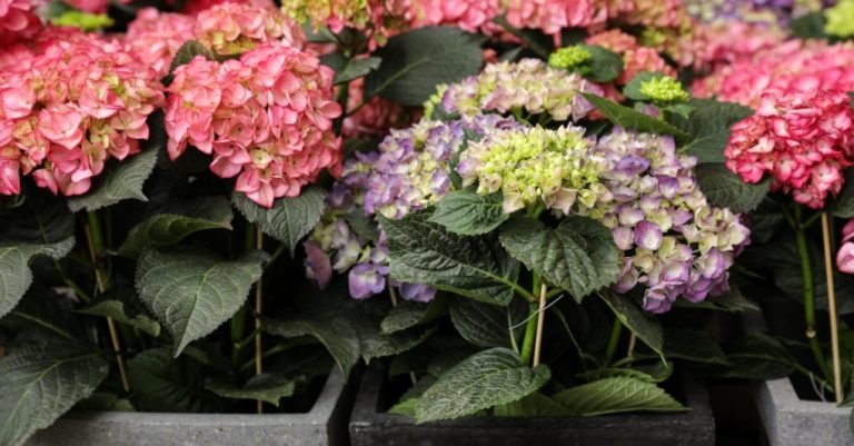 Best Hydrangeas You Can Grow In Pots