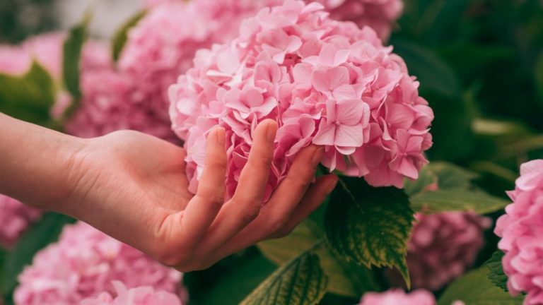 Discover the 15 Most Beautiful Hydrangea Flowers
