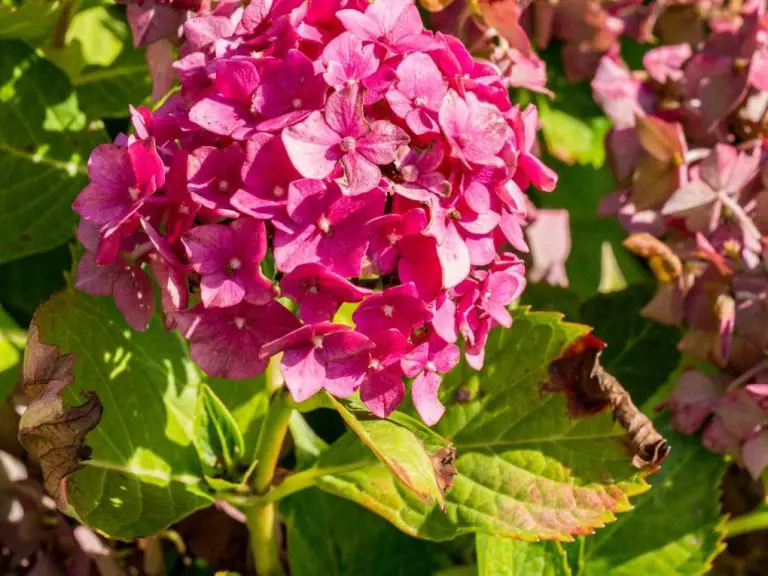 Why Are My Hydrangea Leaves Turning Brown? Common Causes and Solutions