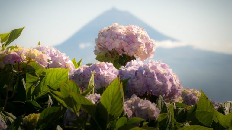 Will Hydrangea Grow At High Altitude? A Brief Guide