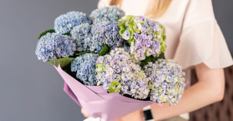 Are Hydrangeas Expensive? A Brief Cost Analysis