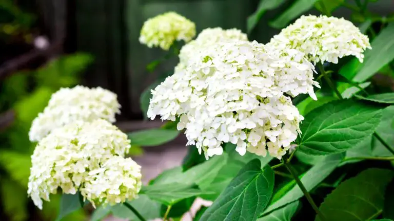 What Hydrangeas Grow in Zone 9: A Guide to Choosing the Right Varieties