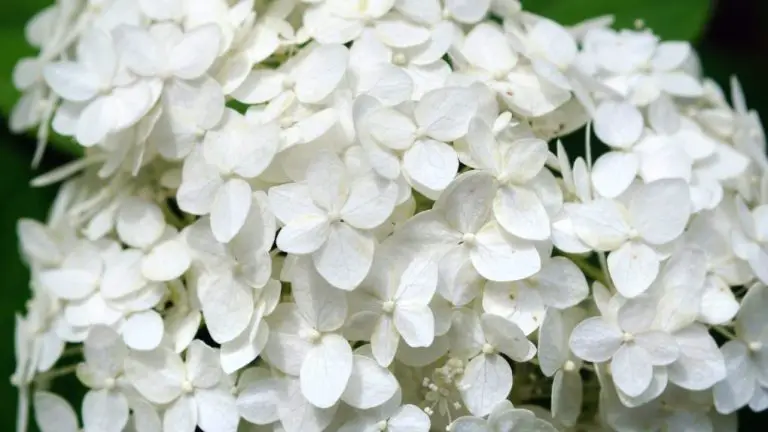 Hydrangea Bloom Time: How Long Do They Last?