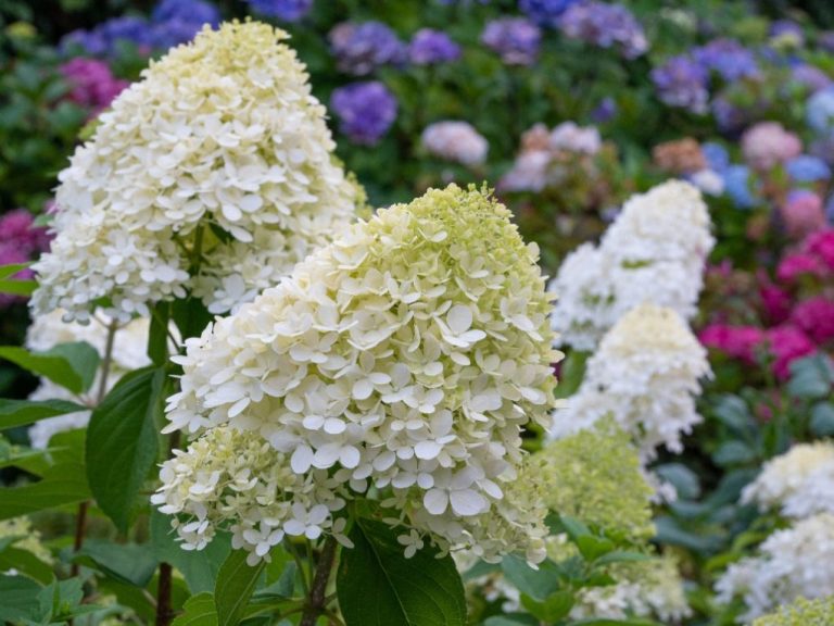 How Long Do Hydrangea Flowers Last? A Guide to Their Lifespan.