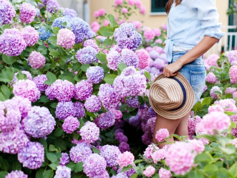 Do Hydrangeas Spread? A Quick Guide to Understanding Their Growth Habits