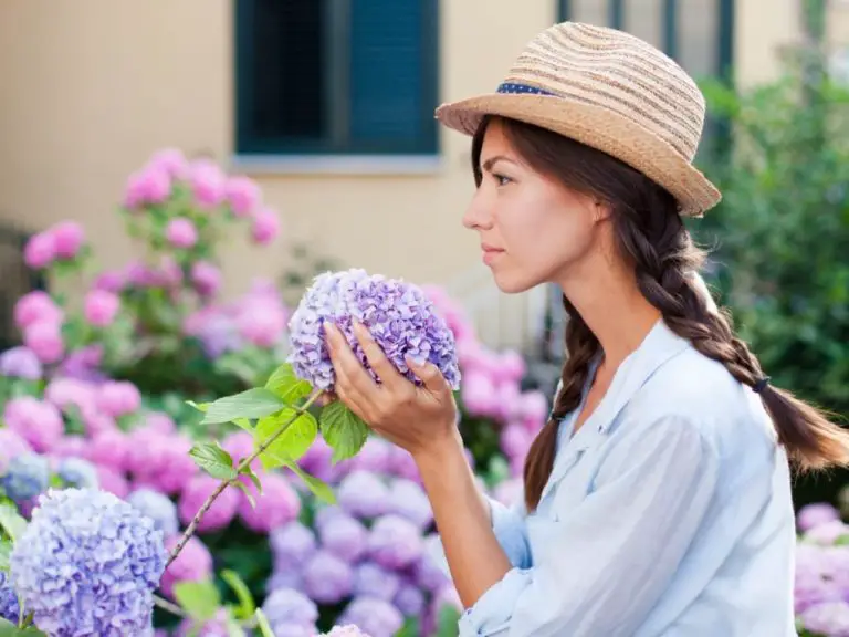 What Does Hydrangea Smell Like? A Comprehensive Guide to the Flower’s Aroma